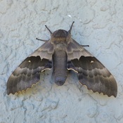 Beautiful huge moth