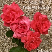 Roses With Pebble Wall Backdrop