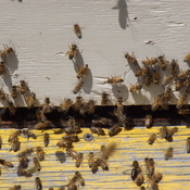 VERY BUSY HONEY BEES