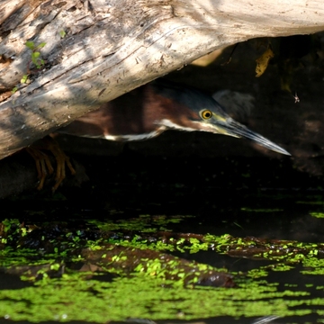 Green Heron at Toronto's Humber River Marsh