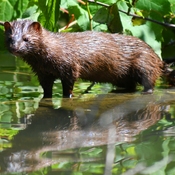 Mink at Toronto's Humber River Marsh