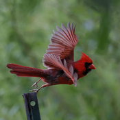 Cardinal takes flight.
