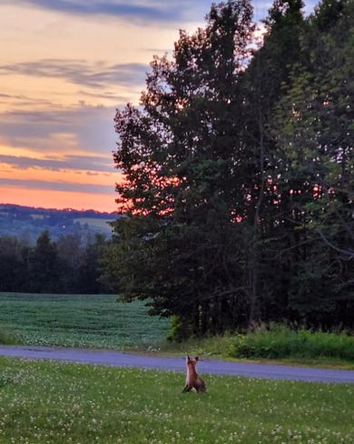 fox at sunset Baltimore, ON