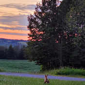 fox at sunset