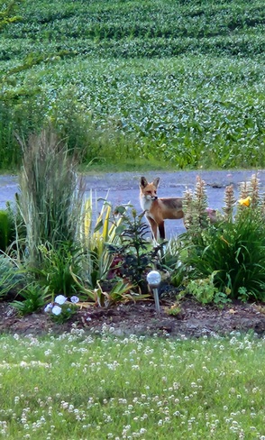 fox Baltimore, ON
