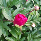 A Peony about to be Born