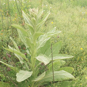Common Mullein - Giant Weed Who's Leaf Extract Used To Help Arthritis