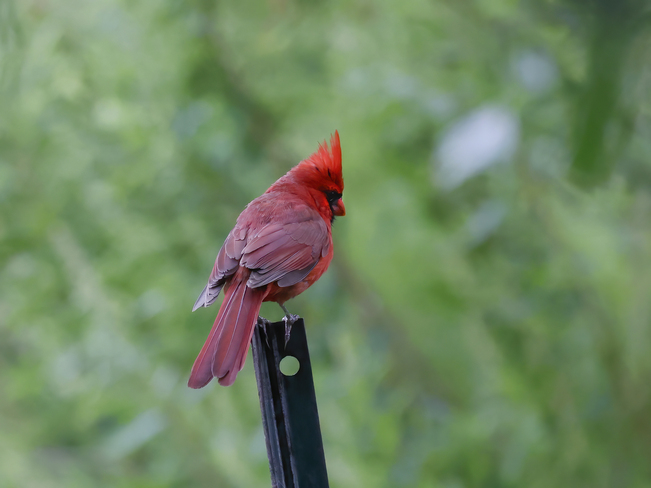 Cardinal on Post High Park, Toronto