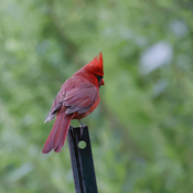 Cardinal on Post