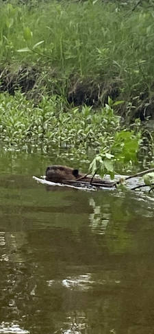 Paddling beside a beaver in Winnipeg Winnipeg, Manitoba, CA