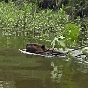 Paddling beside a beaver in Winnipeg