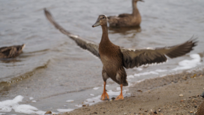 Duck Geraldton, Ontario, CA