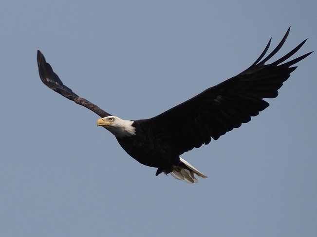 Eagle Geraldton, Ontario, CA