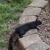 Grey and black squirrel laying down