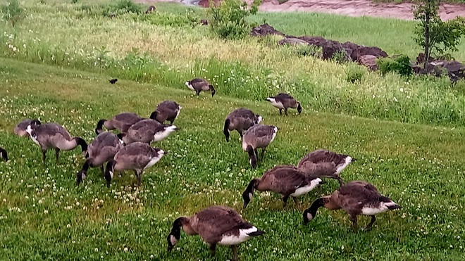 family of geese Moncton, NB
