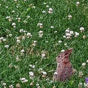 Baby bunny in the clover