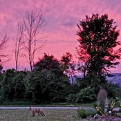 sunset fox
