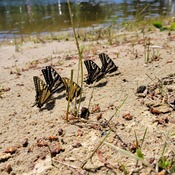 Group of Butterflies