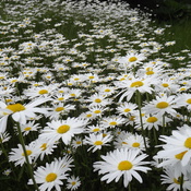 DAISIES of the FIELD