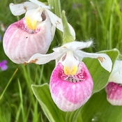 Lady slippers