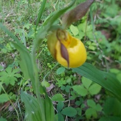 yellow lady slippers