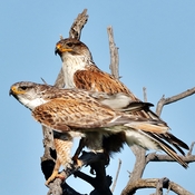 mom and dad ferruginous hawks