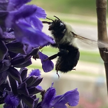 Bees in my Garden