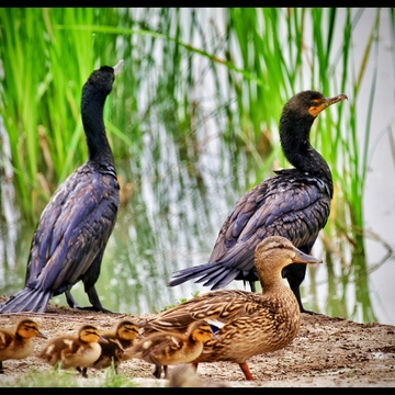 Duck parade