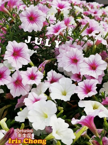 July 2 2022 20C Welcome July:) Petunia - Happy Summer in Thornhill Thornhill, ON