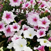 July 2 2022 20C Welcome July:) Petunia - Happy Summer in Thornhill