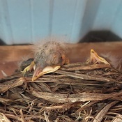 Baby Robins - Nap Time