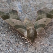 Papillon de nuit couleur camouflage