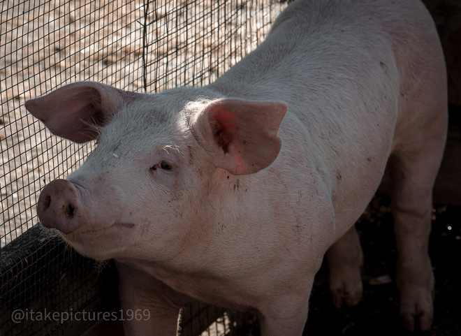 Pig Kitchener, Ontario, CA