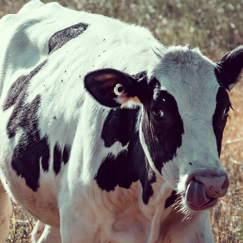 Cow Kitchener, Ontario, CA