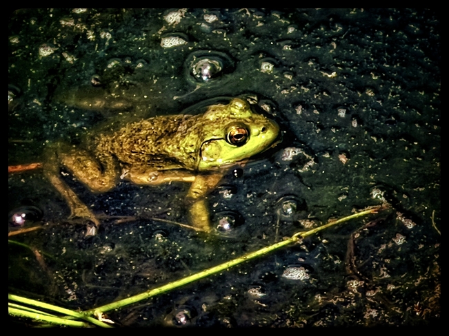 Chillin Frog Ottawa, Ontario, CA