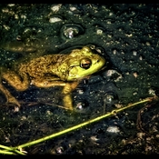 Chillin Frog