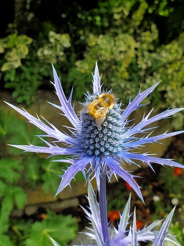 bee on sea holly Vancouver, BC