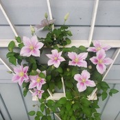 clematis in bloom