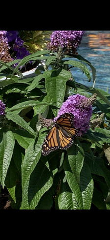 First monarch visit of the season Amherstburg, Ontario | N9V 4C2