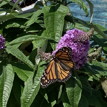 First monarch visit of the season