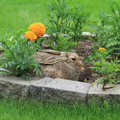 Rabbit in the Flower Bed