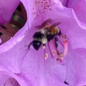 Bee exiting a flower