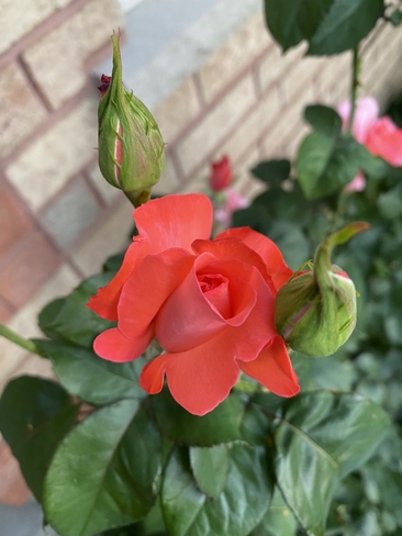 Rose, rose buds Barrie, Ontario, CA