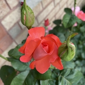 Rose, rose buds