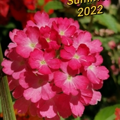 July 3 2022 27C Beautiful Sunday! Enjoy the beautiful Summer everyone:)Thornhill