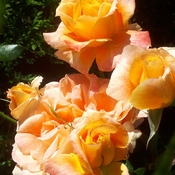 Brilliant roses