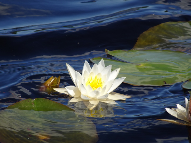 Pretty Water Lily Sudbury, ON