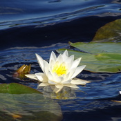 Pretty Water Lily