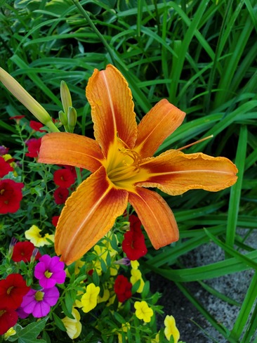Day Lily Campbellford, ON