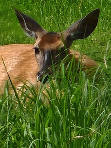 Doe laying in the grass North Bay, ON